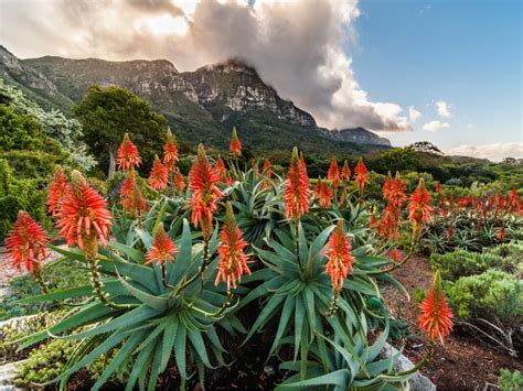 The Garden - Un Ritratto Vibrate di Flora e Fauna Sudafricana!